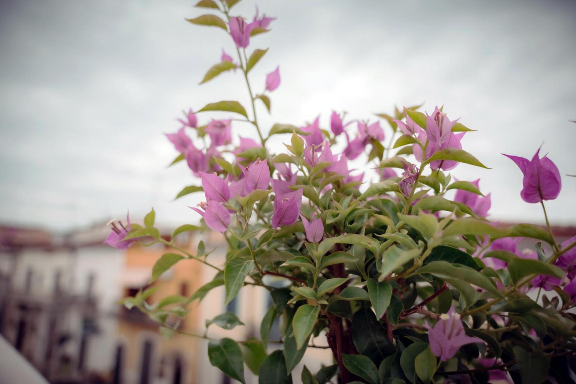 La Terrazza Dei Gemelli - Casa Vacanze Venosa Exteriér fotografie